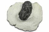 Bargain, Austerops Trilobite - Ofaten, Morocco #372445-3